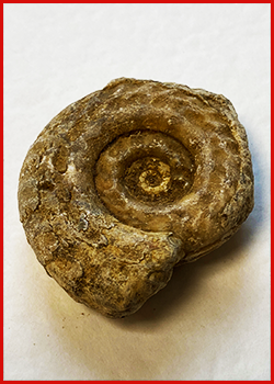 Single Specimen of Ammonite