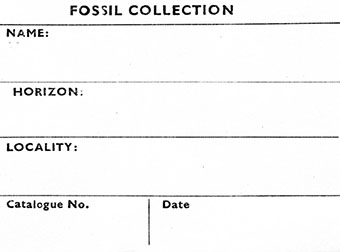 Fossil Collection cards (white) 70x45mm